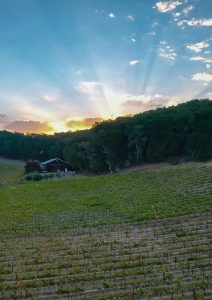 linne calodo vineyard tour