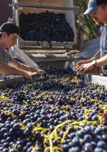 linne calodo wine sorting