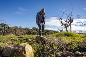 matt cherry vineyard