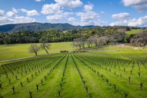 linne calodo stonethrower vineyard